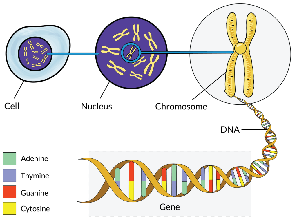 Cell chromosome DNA and genes