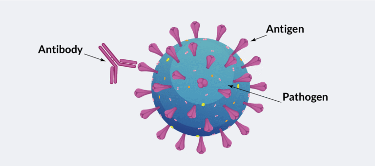Antibodies target pathogens for destructction