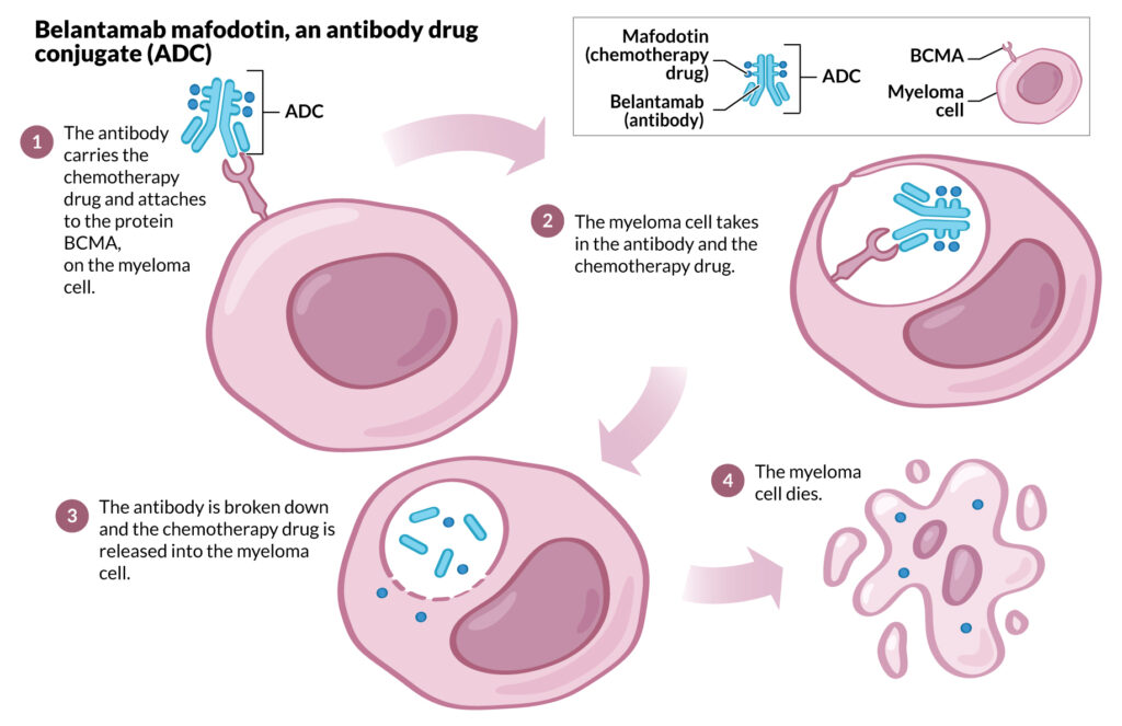 Illustration of the mechanism of action of the antibody drug conjugate, belantamab mafodotin
