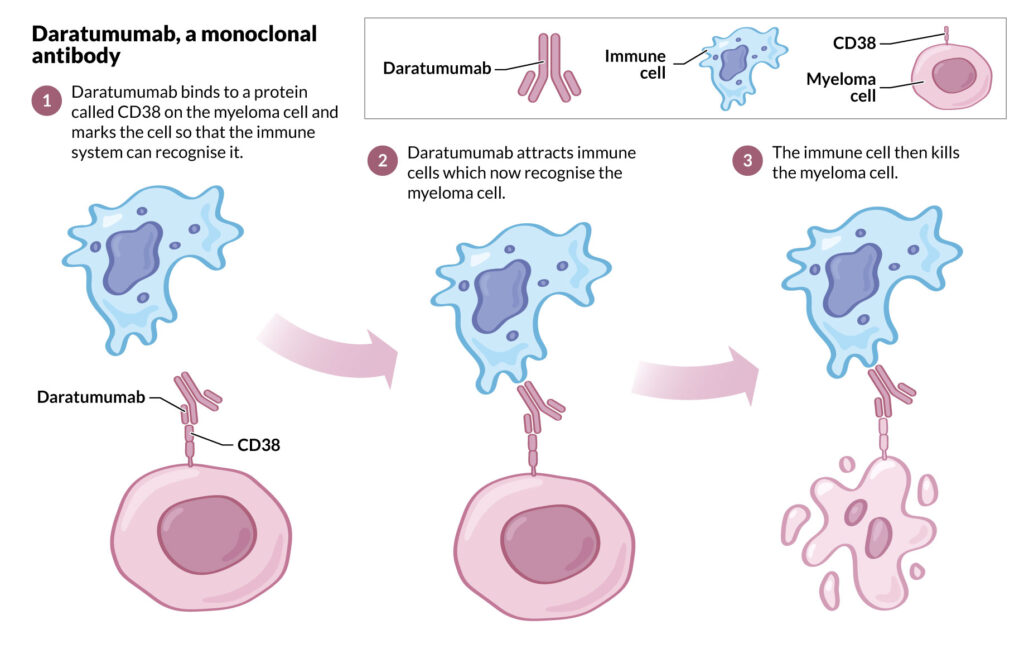 Illustration of the mechanism of action of the monoclonal antibody, daratumumab