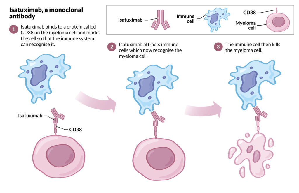 Illustration of the mechanism of action of the monoclonal antibody, isatuximab